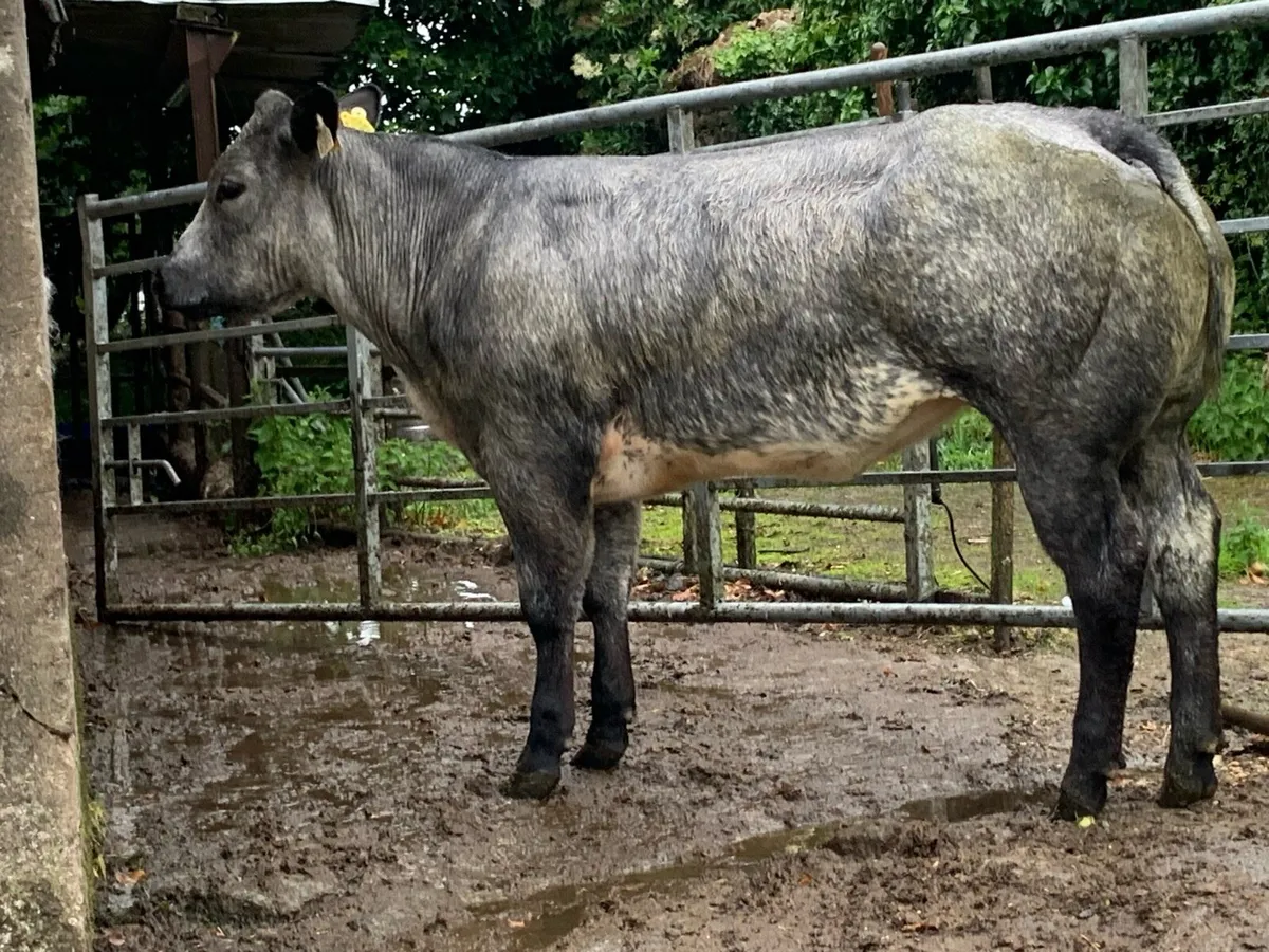 Super blue limousine heifer - Image 3