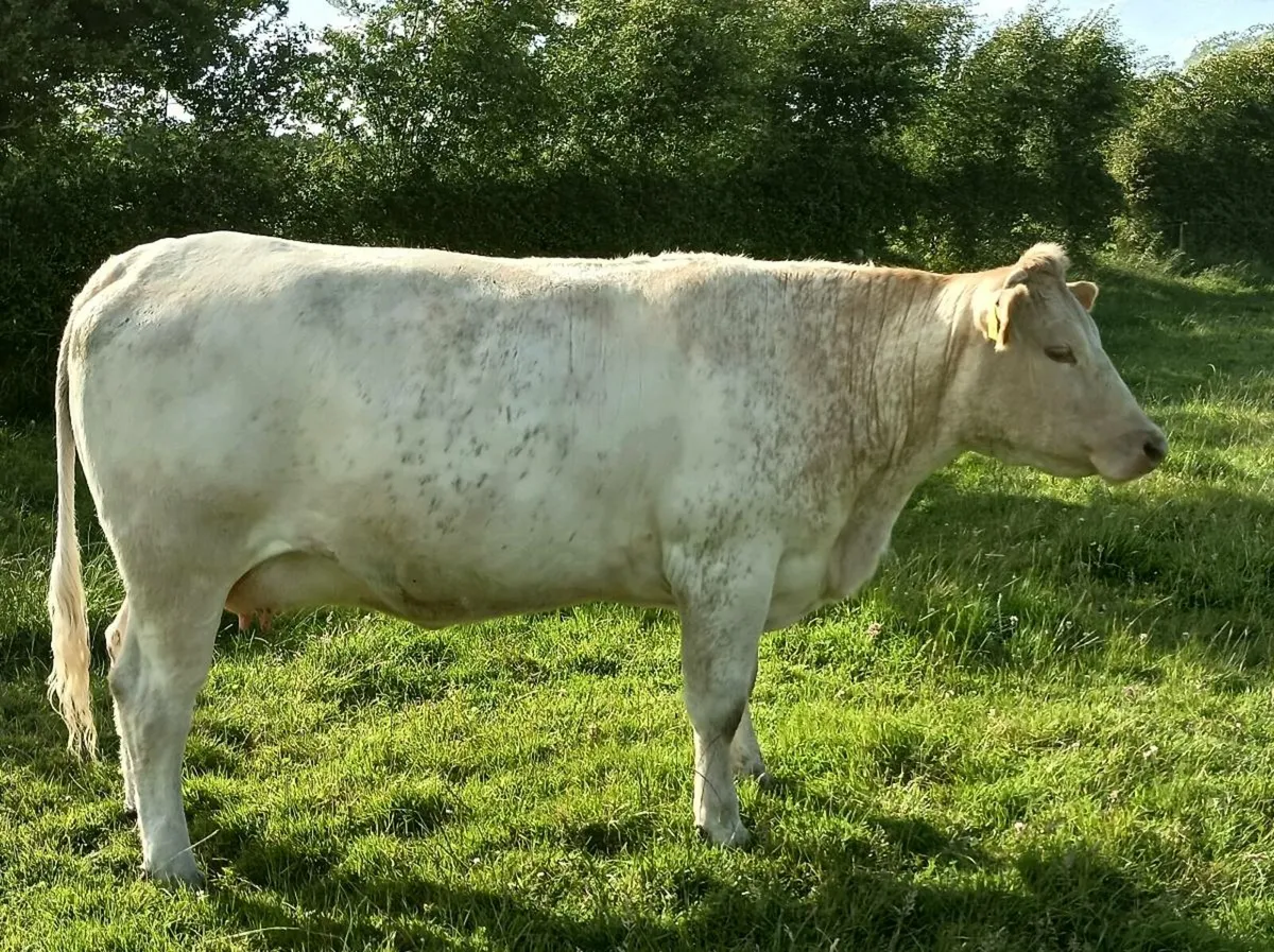 Cow & calf - Image 2