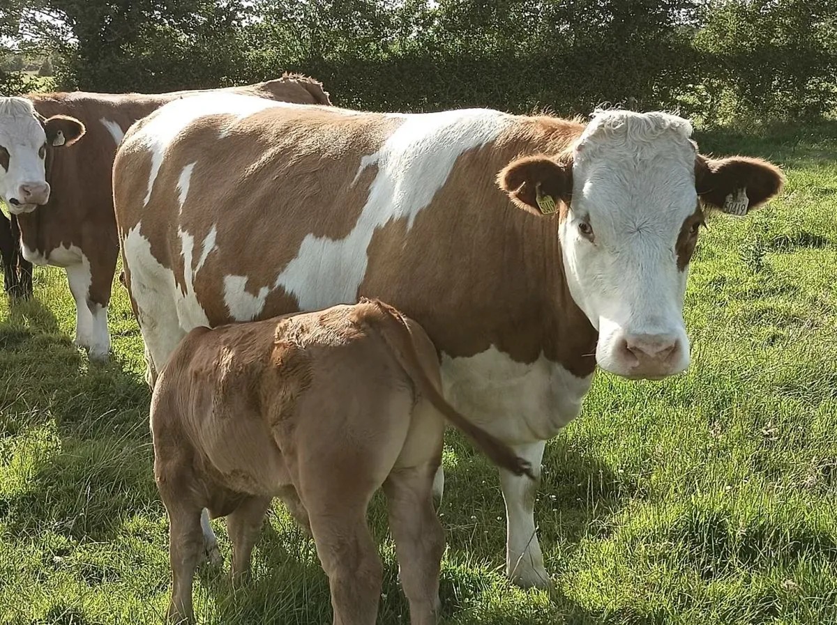 Cow & calf - Image 3