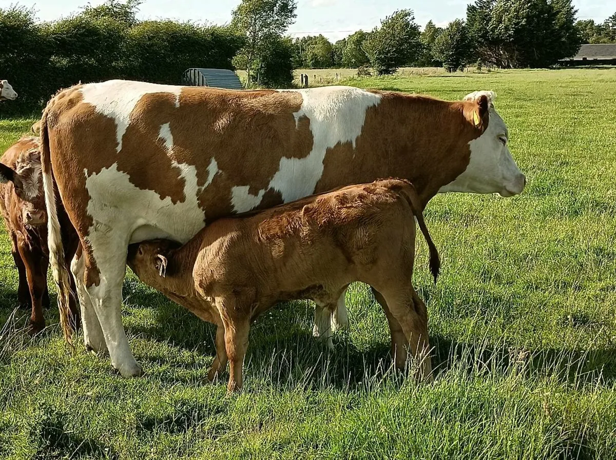 Cow & calf - Image 4