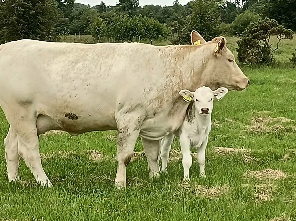 Cow & calf - Image 1