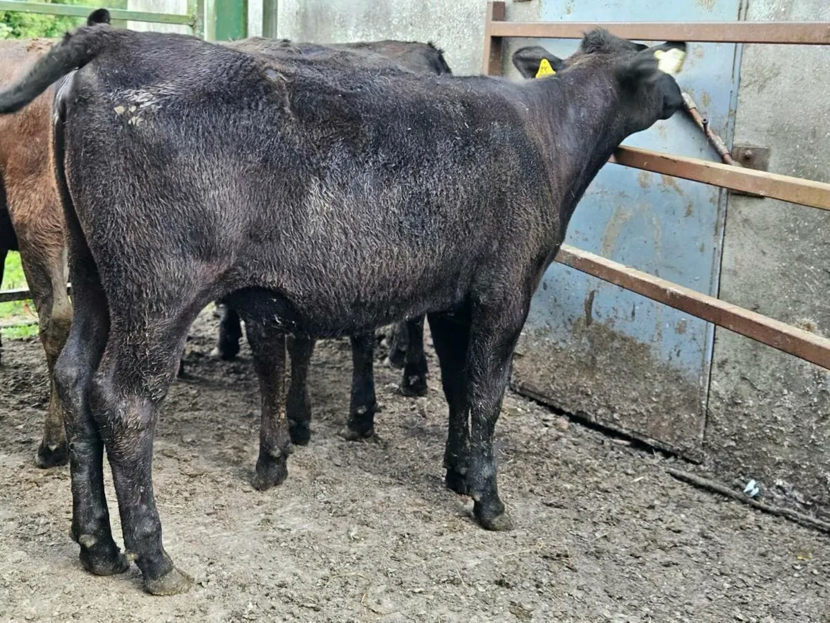 8 lovely Angus and limousine heifers for sale - Image 2