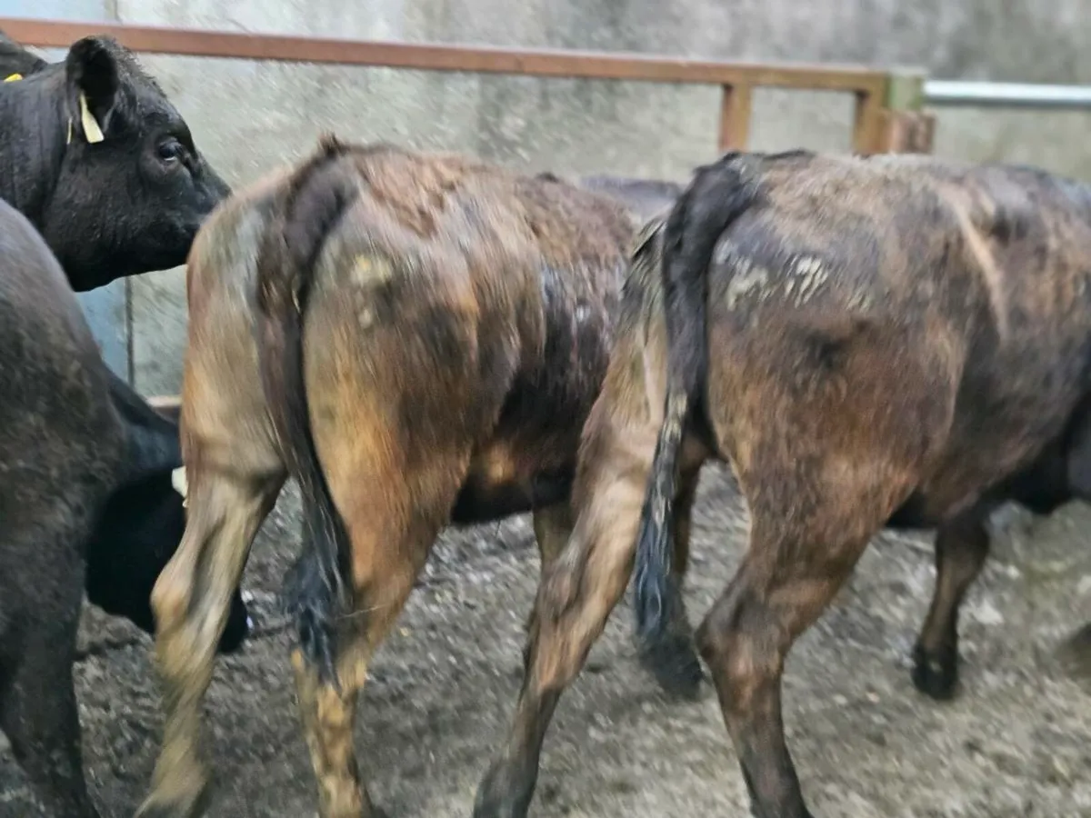 8 lovely Angus and limousine heifers for sale - Image 3