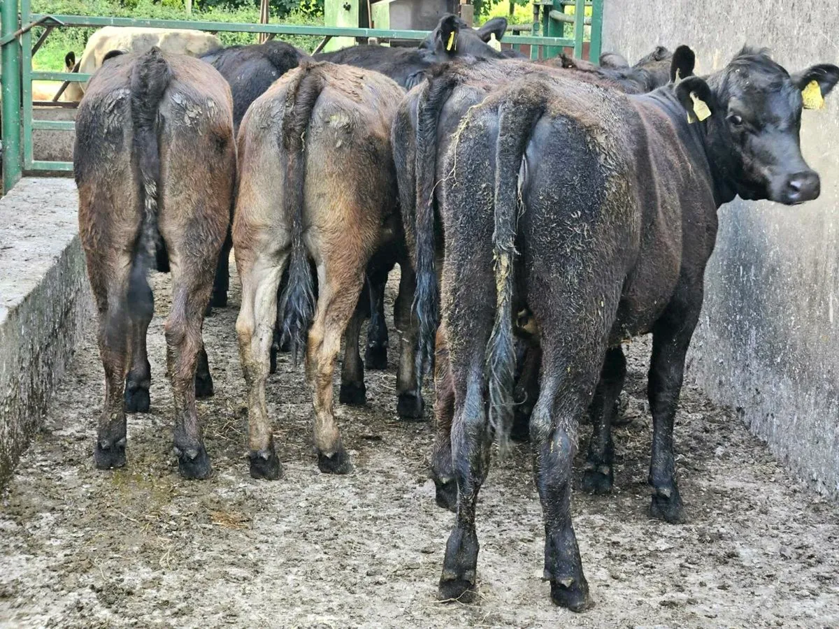 8 lovely Angus and limousine heifers for sale - Image 4