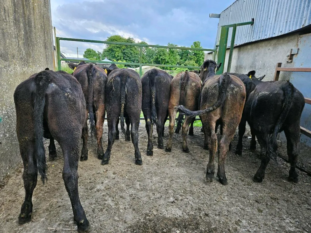 8 lovely Angus and limousine heifers for sale - Image 1