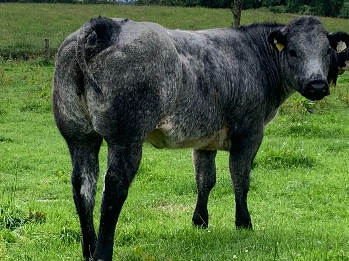 Super blue limousine heifer - Image 4