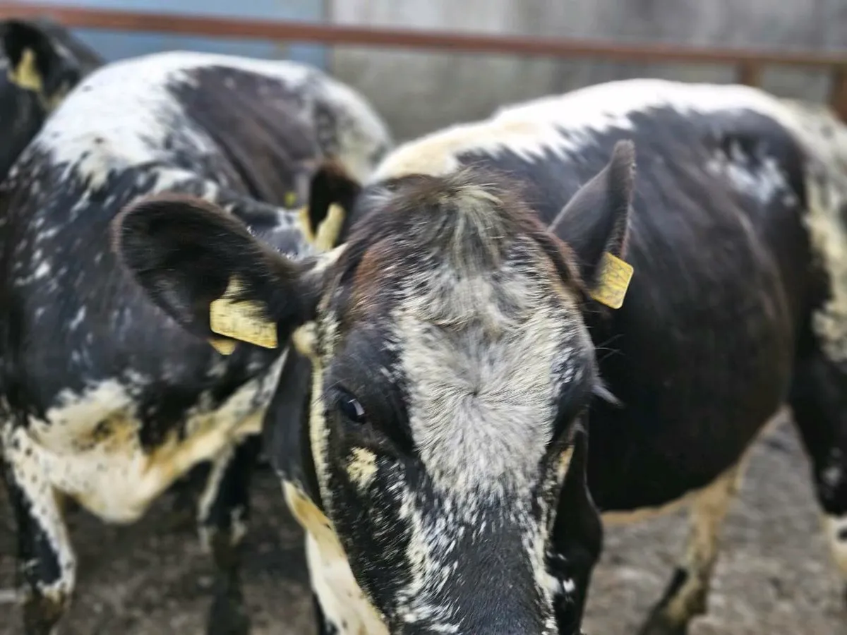3 lovely speckle park heifers for sale - Image 1