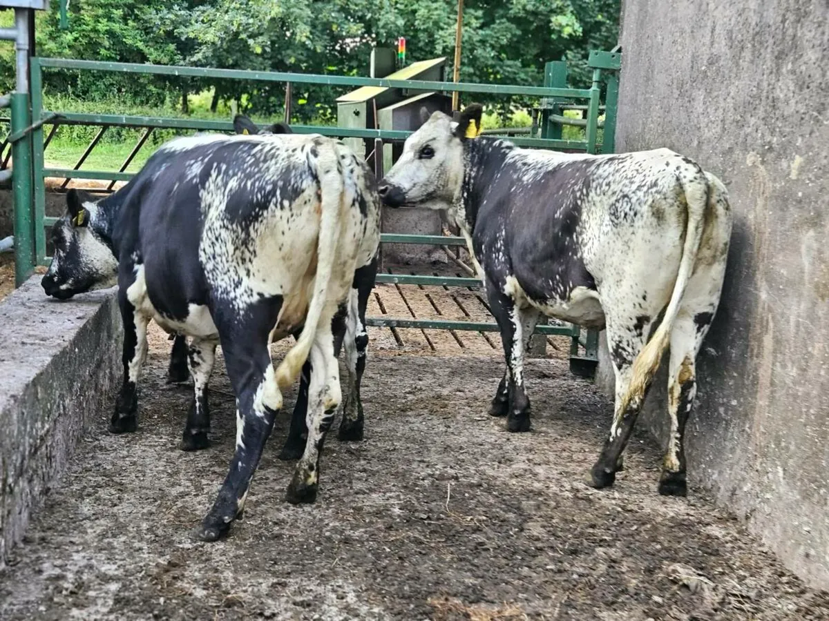 3 lovely speckle park heifers for sale - Image 2
