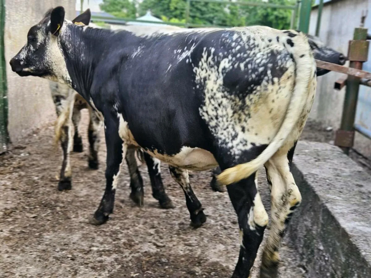 3 lovely speckle park heifers for sale - Image 3