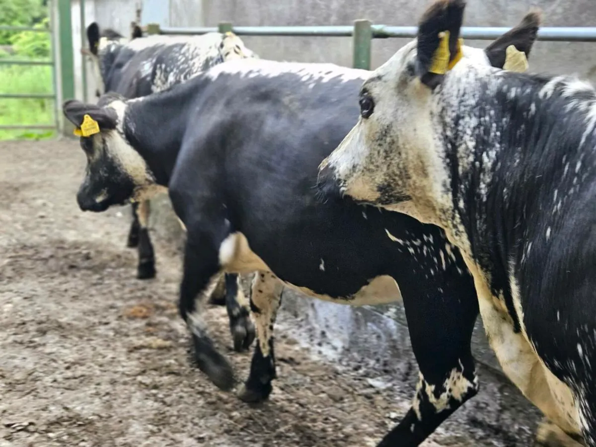 3 lovely speckle park heifers for sale - Image 4