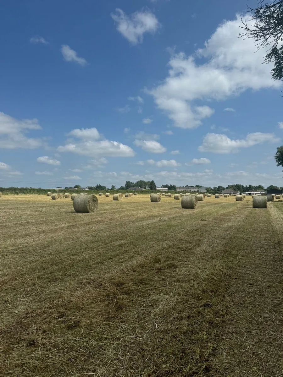 Top quality Hay for sale - Image 2