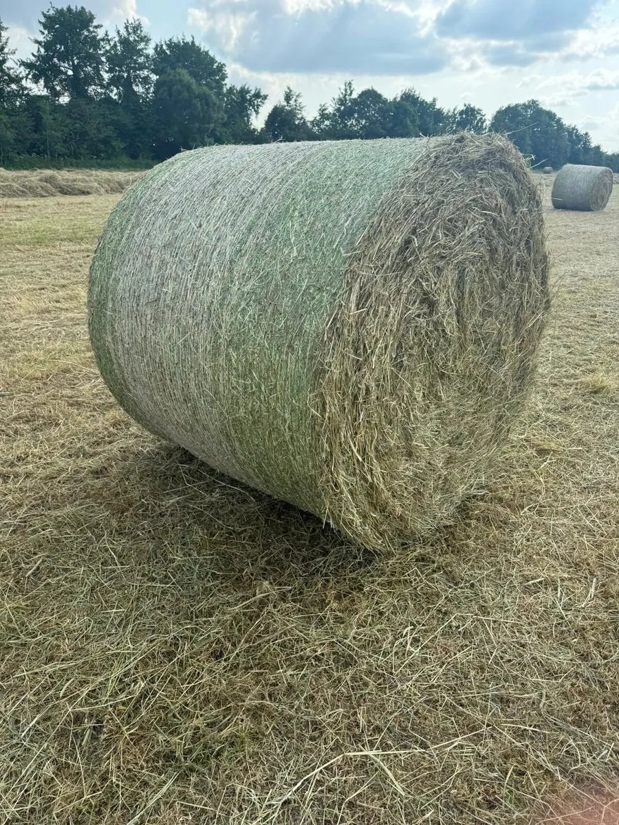 Top quality Hay for sale - Image 3