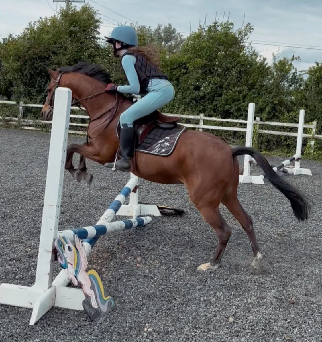 Allrounder 12.2h 10 yo Welsh Section B - Image 2