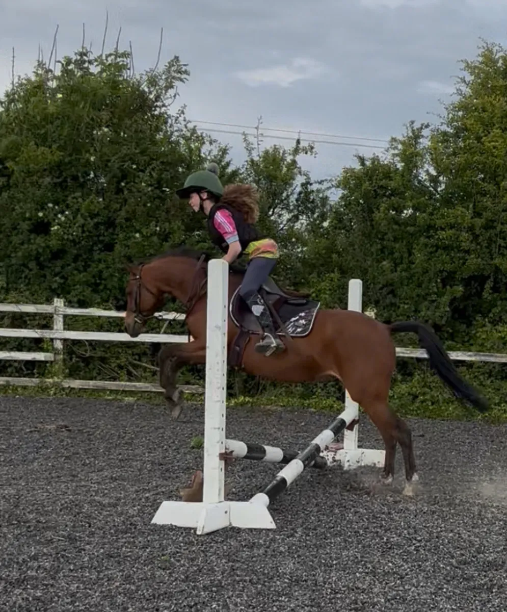 Allrounder 12.2h 10 yo Welsh Section B - Image 3