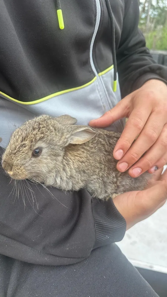 Flemish Giant Rabbits - Image 1