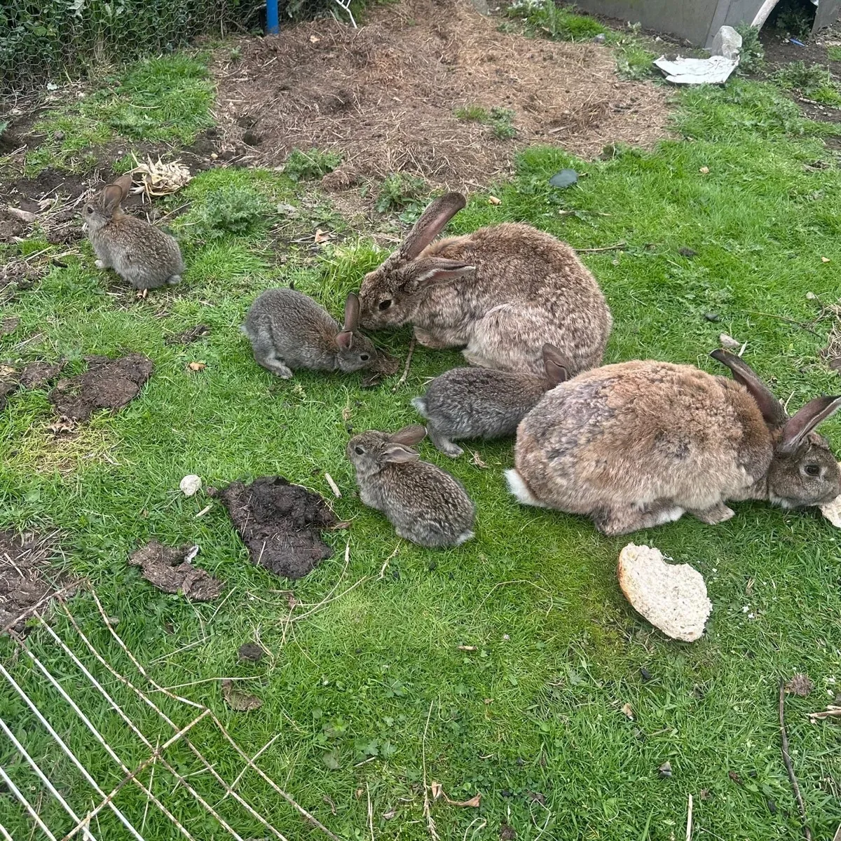 Flemish Giant Rabbits - Image 2