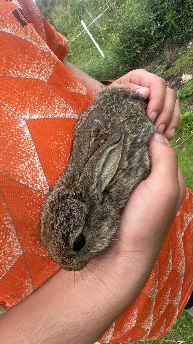 Flemish Giant Rabbits - Image 3