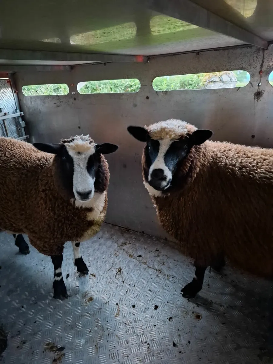 7 x 4  Sheep Trailer c/w loading gates - Image 2