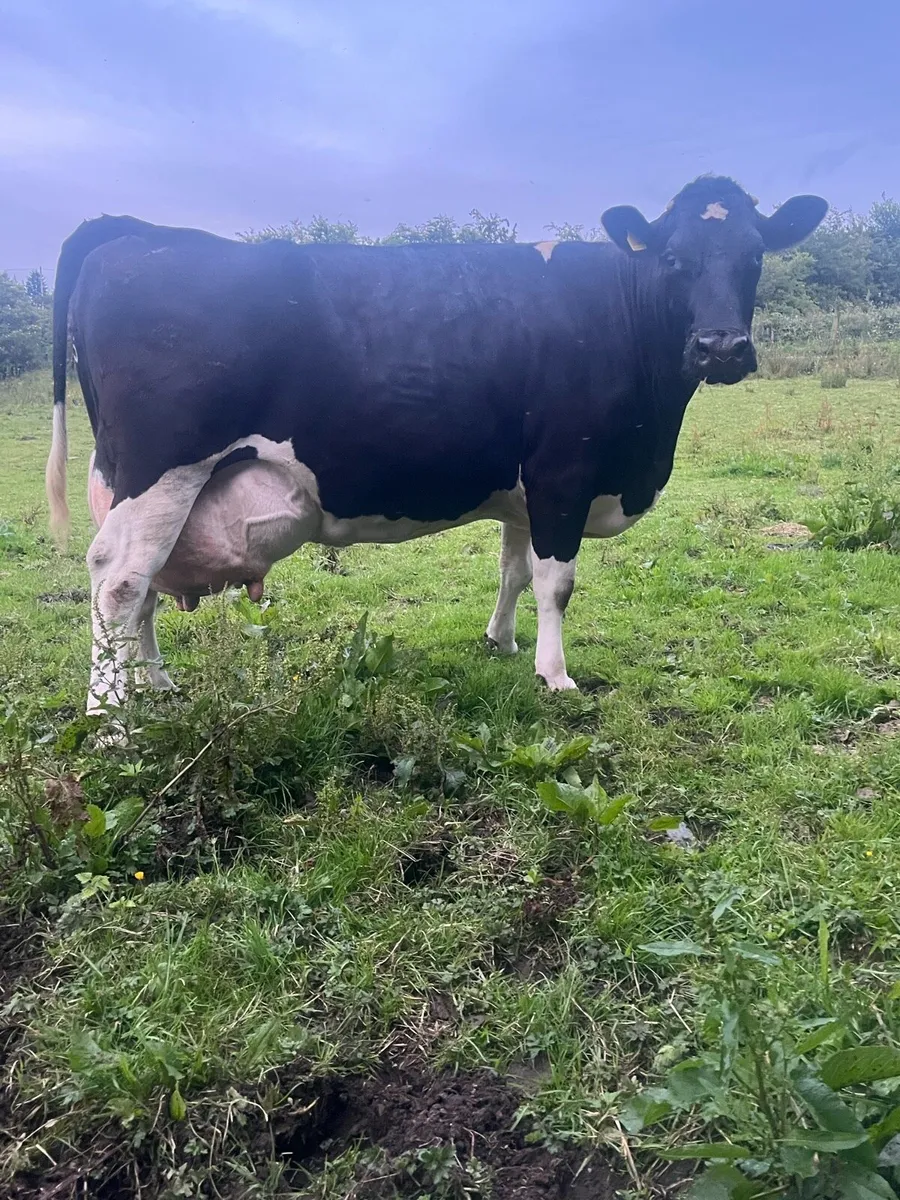 In calf cow suitable for sucking calves - Image 1