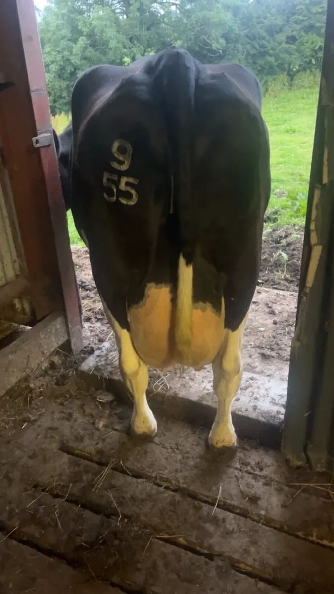 In calf cow suitable for sucking calves - Image 2