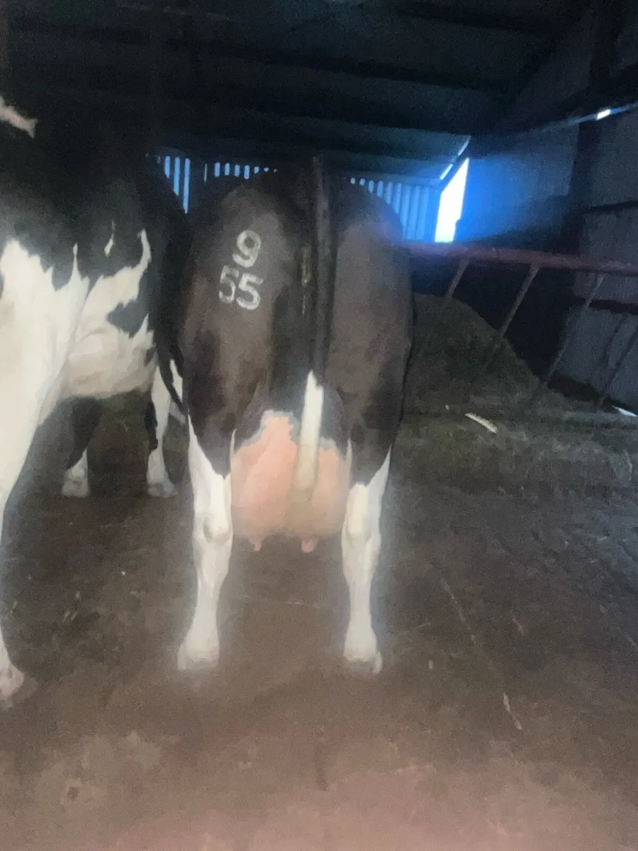 In calf cow suitable for sucking calves - Image 3