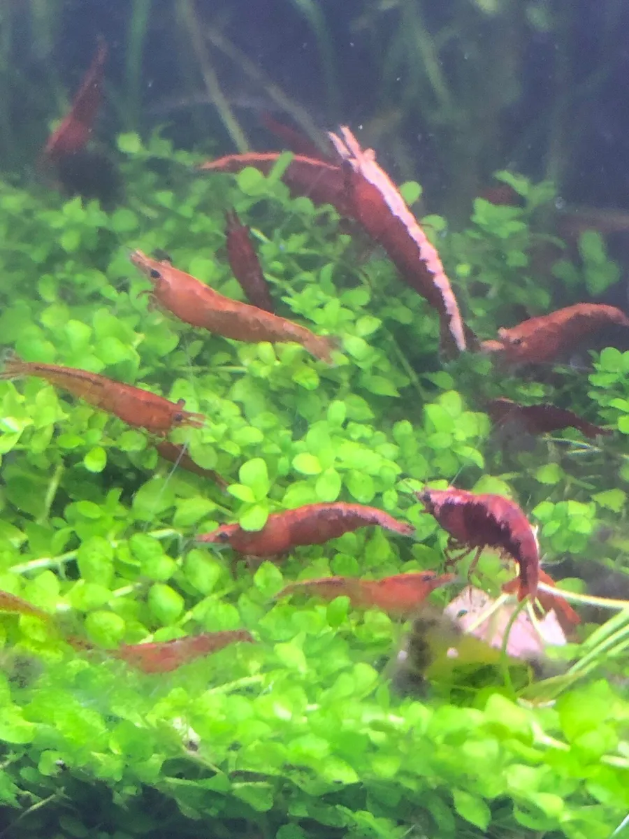 Neocardina red shrimp - Image 4