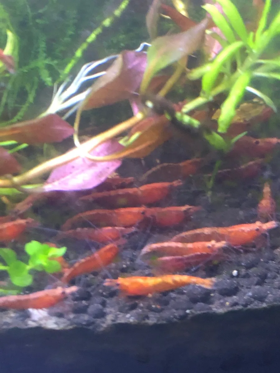 Neocardina red shrimp Only 30 left - Image 4