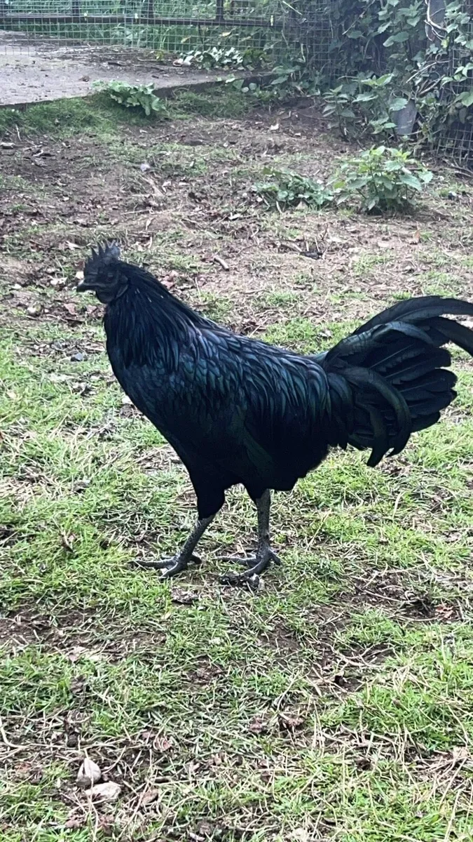 Ayam Cemani