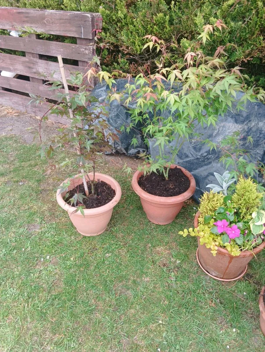 2 Japanese maple 2 for 65 - Image 3
