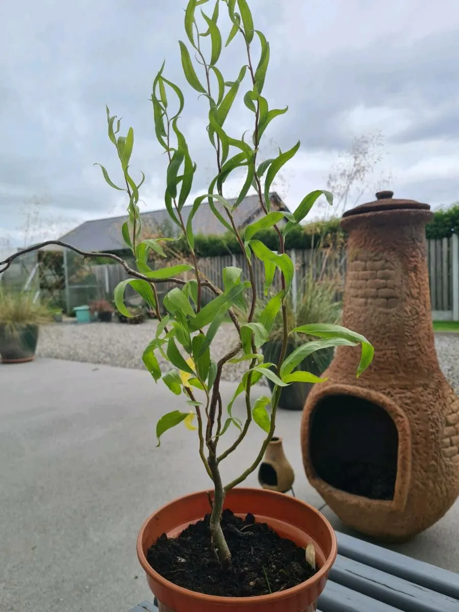 Corkscrew Willow tree. - Image 1