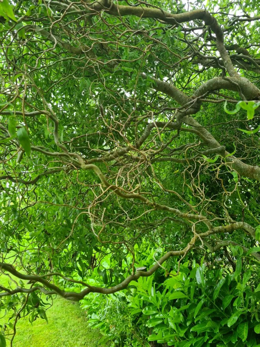 Corkscrew Willow tree. - Image 2