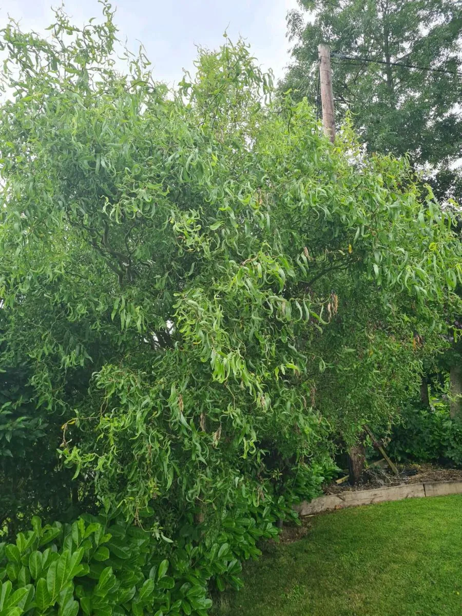 Corkscrew Willow tree. - Image 3