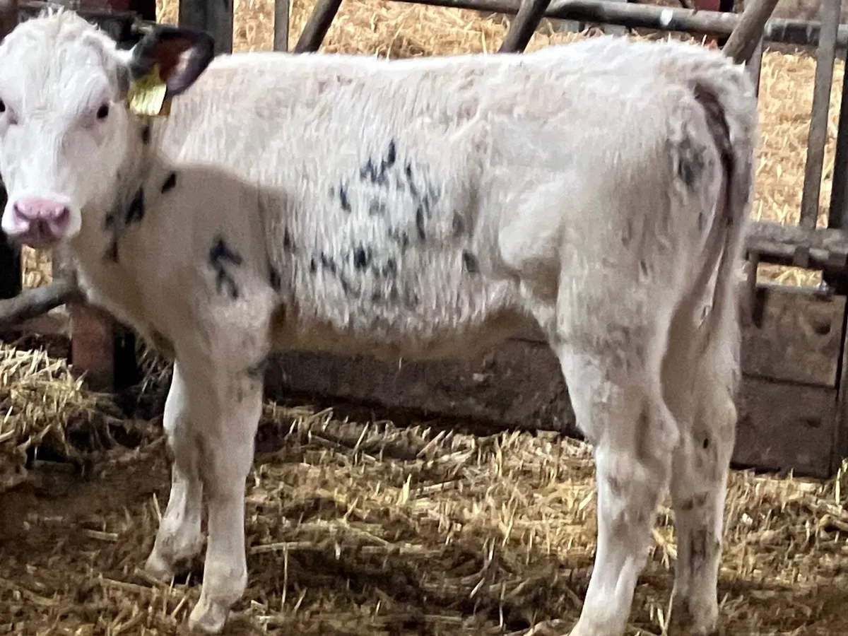 5 super Charlaois & Belgium blue runners for sale - Image 2
