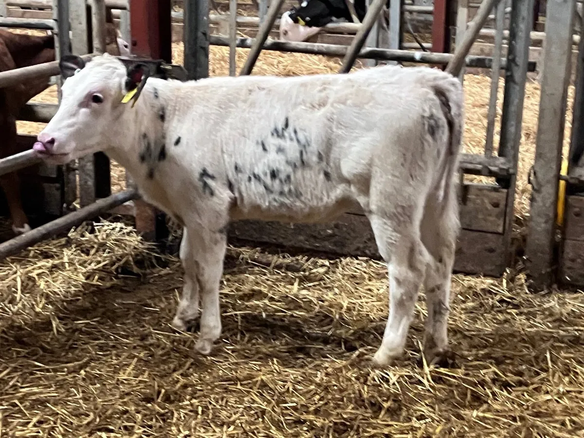 5 super Charlaois & Belgium blue runners for sale - Image 3