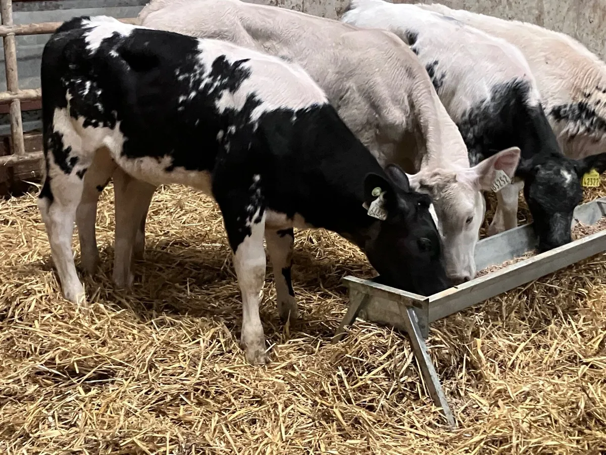 5 super Charlaois & Belgium blue runners for sale - Image 1