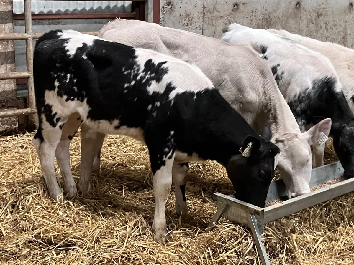 5 super Charlaois & Belgium blue runners for sale - Image 4
