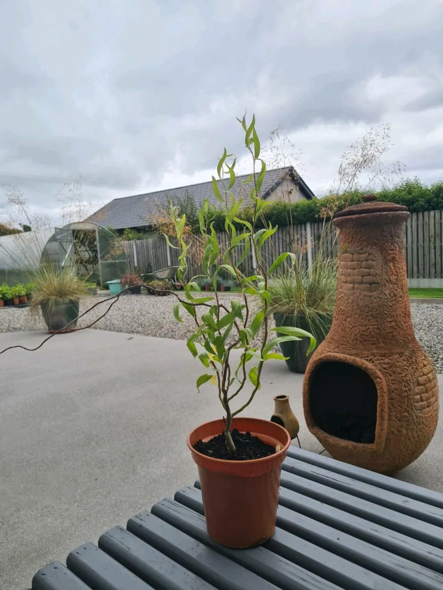 Corkscrew Willow tree. - Image 4