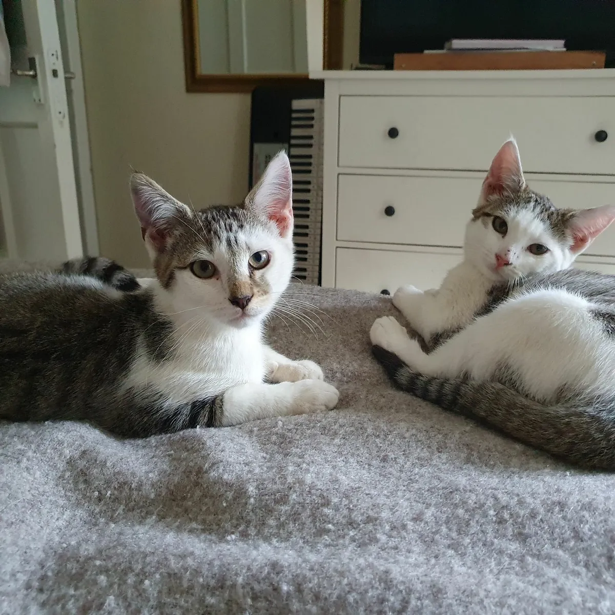 Kittens - Image 1