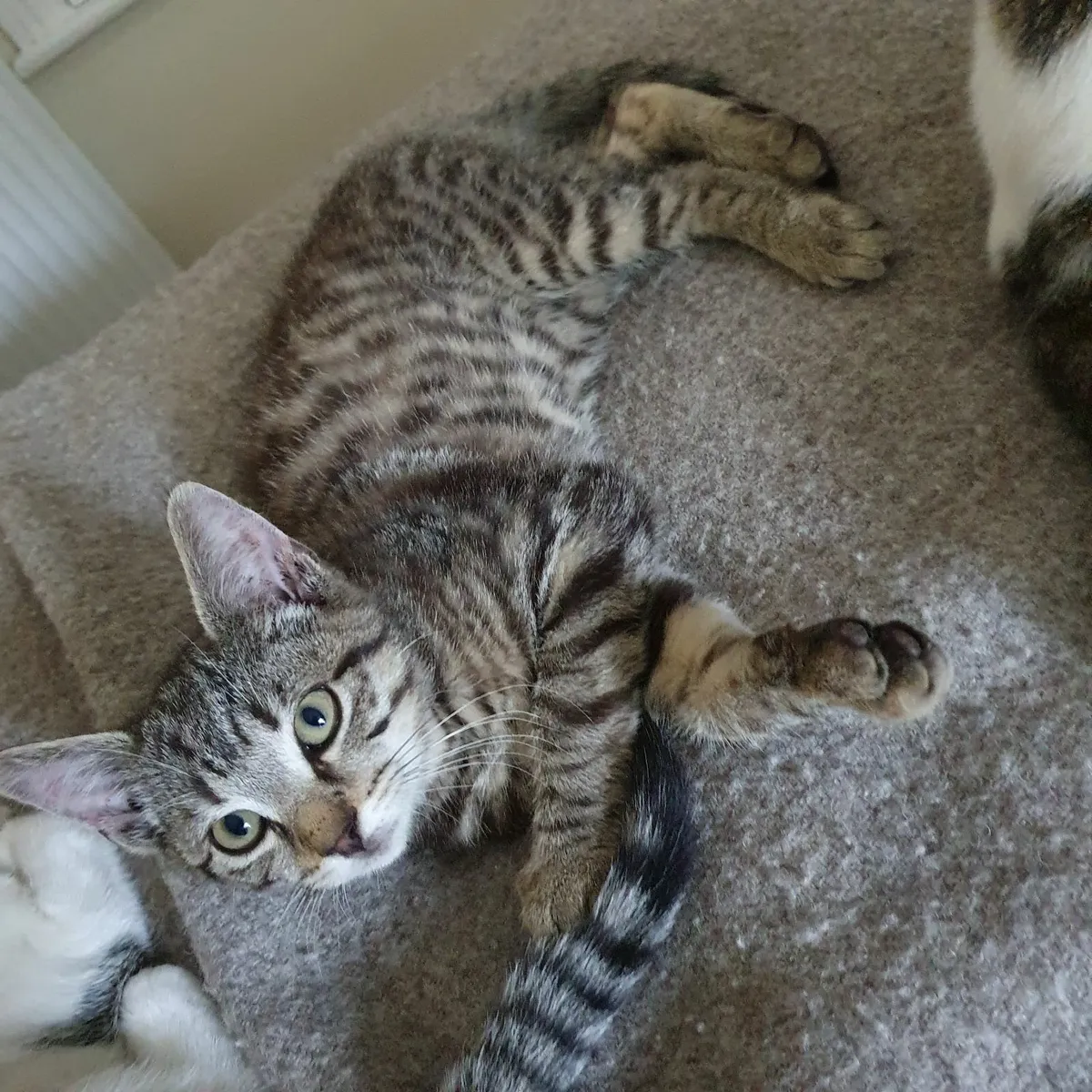 Kittens - Image 2