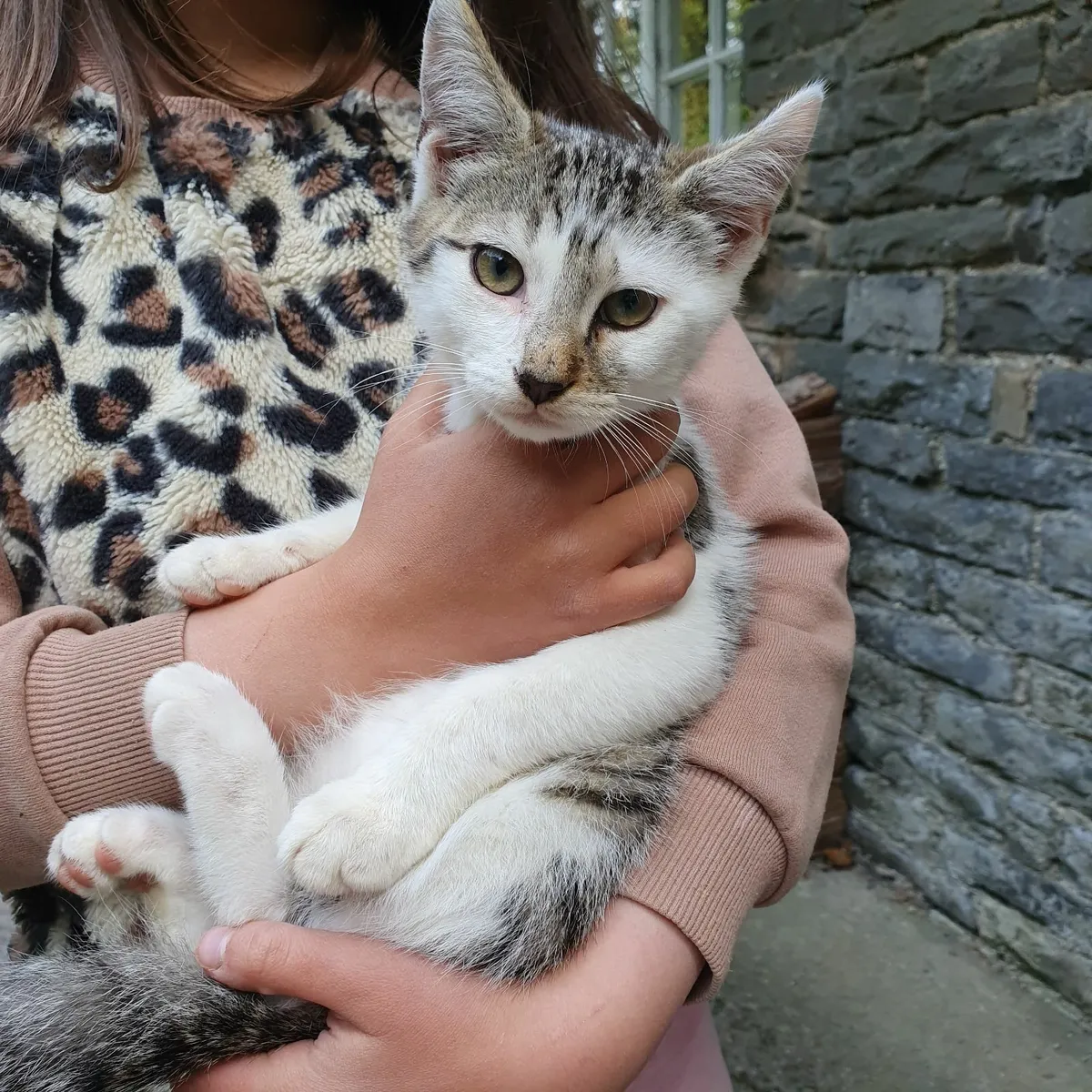 Kittens - Image 3