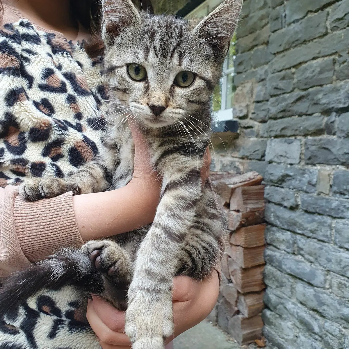 Kittens - Image 4