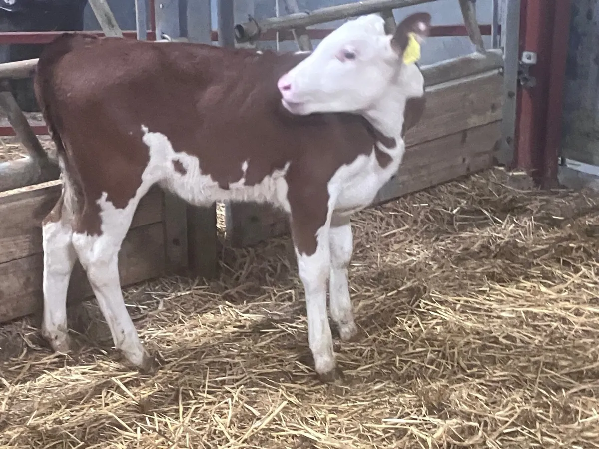 2 month old red white head heifer calf for sale - Image 3