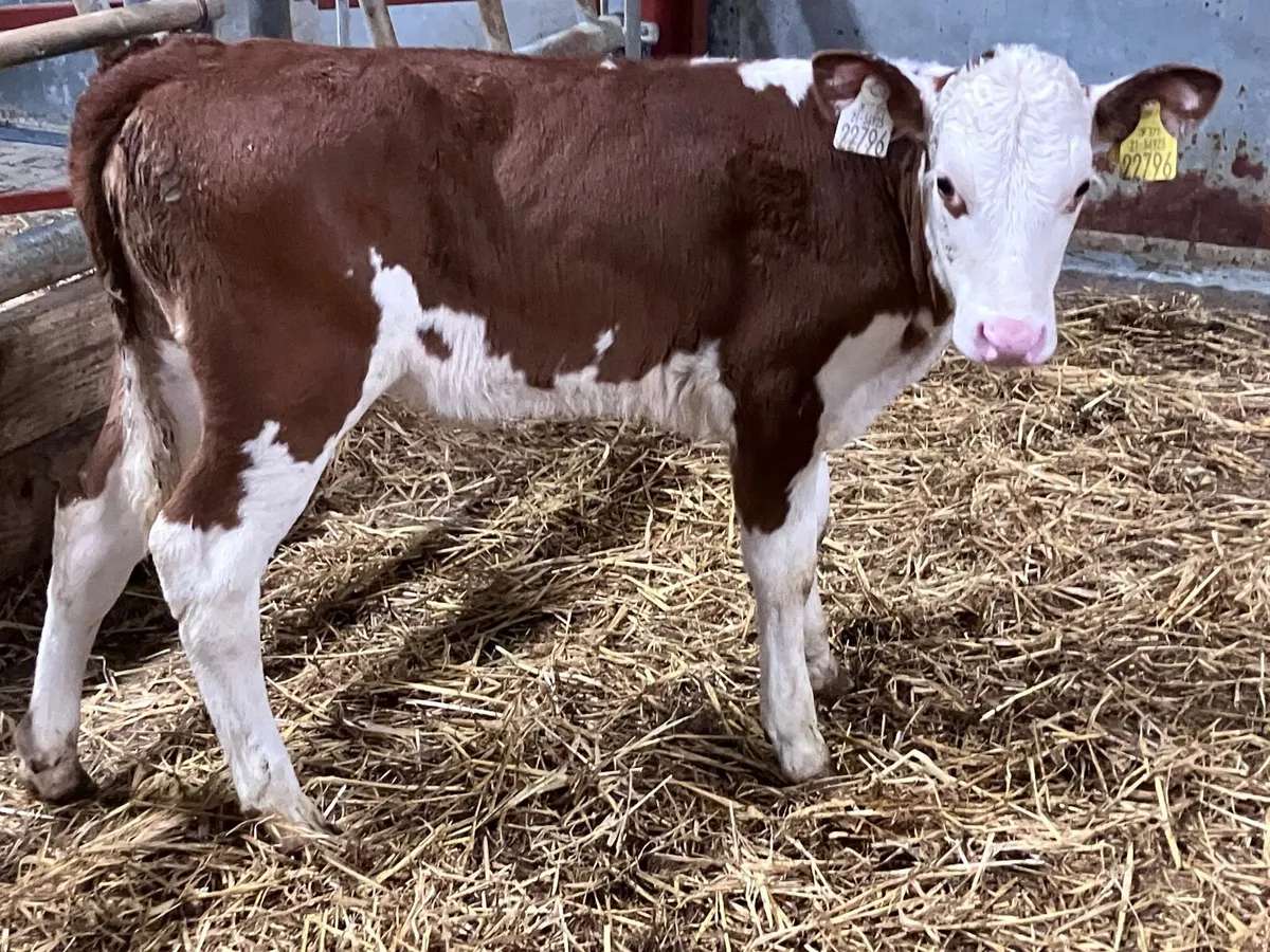2 month old red white head heifer calf for sale - Image 1