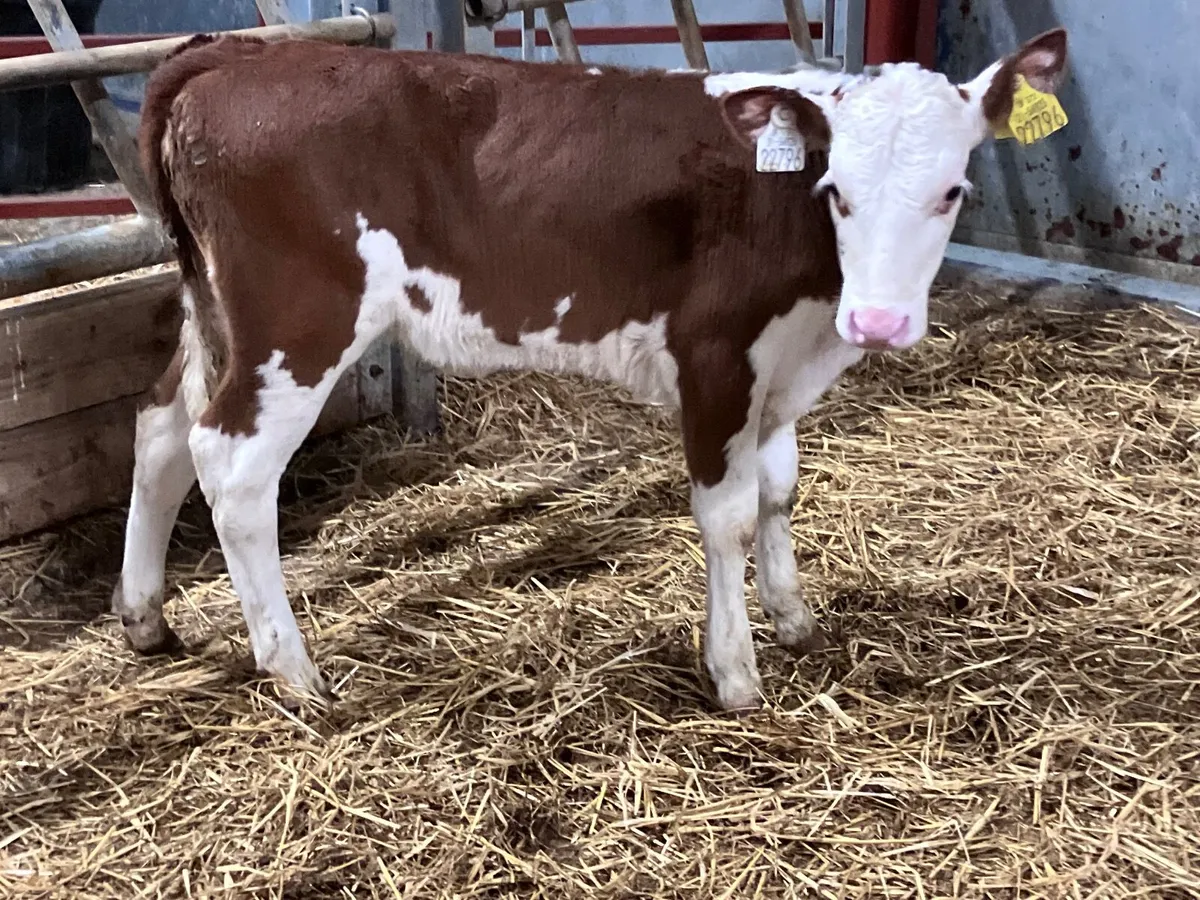 2 month old red white head heifer calf for sale - Image 2