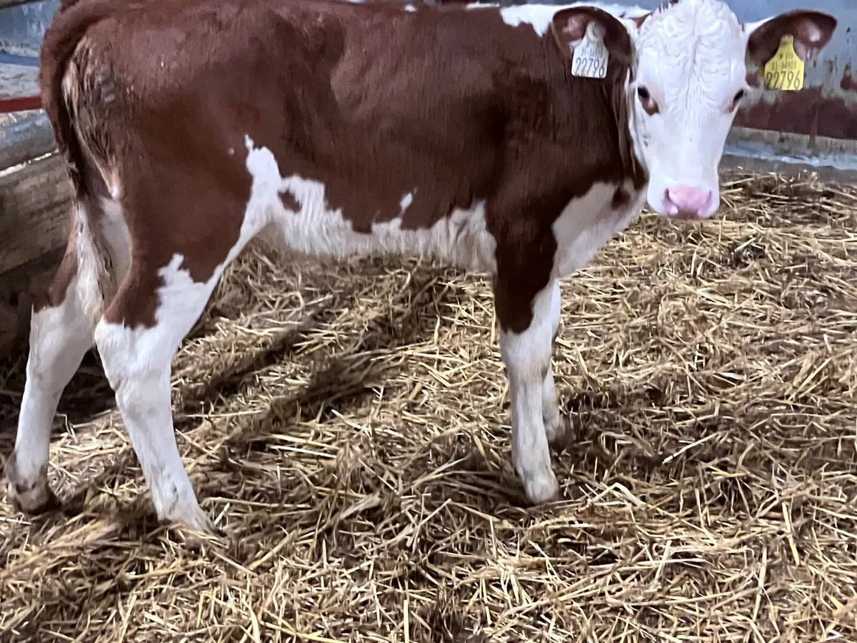 2 month old red white head heifer calf for sale - Image 4