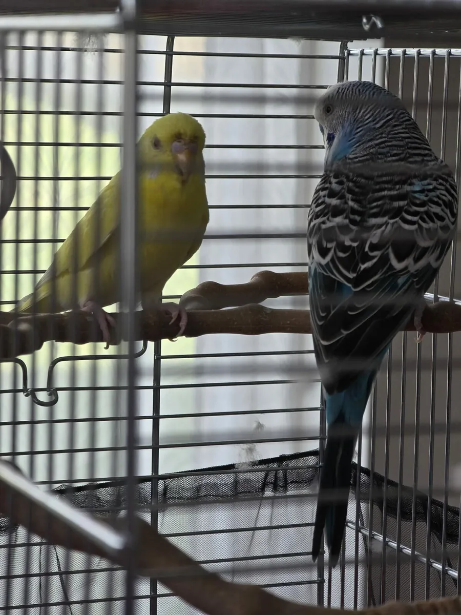 2 Bugies - Image 2