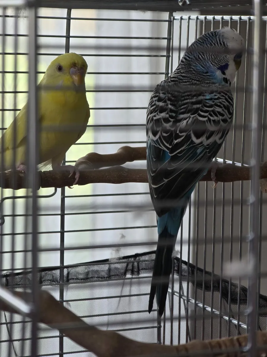 2 Bugies - Image 3
