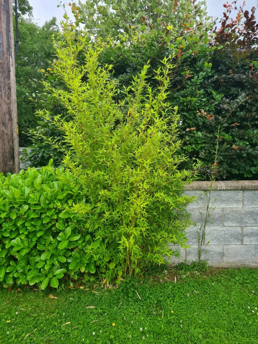 Golden Bamboo - Image 1