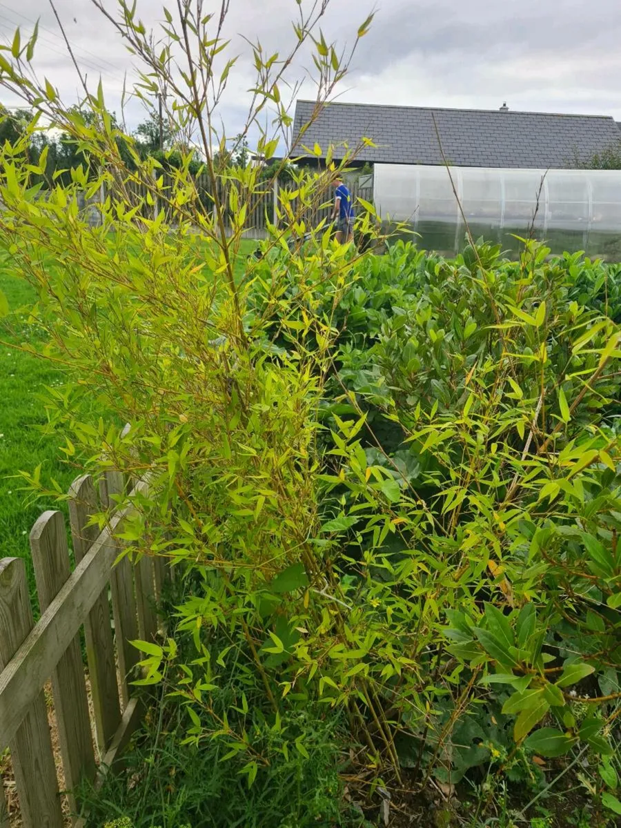 Golden Bamboo - Image 2