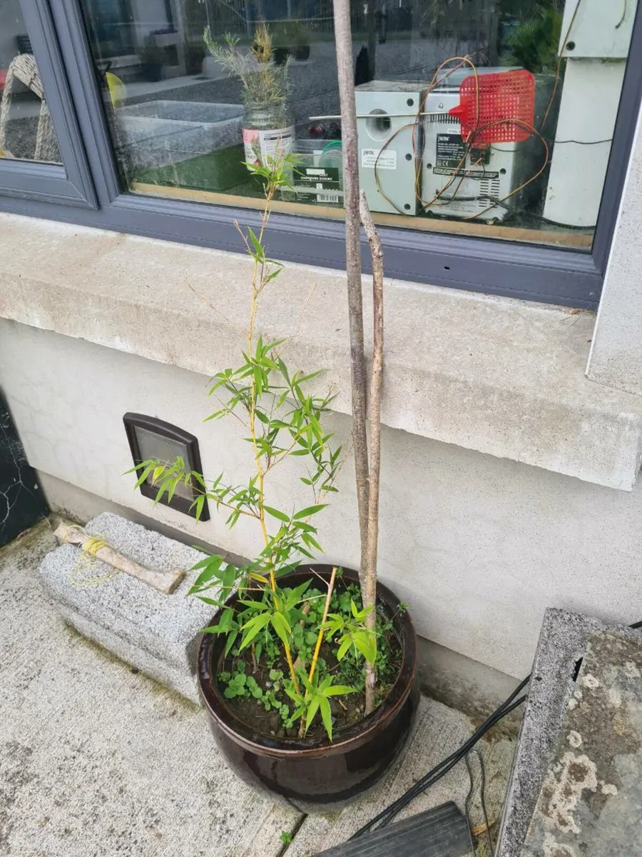 Golden Bamboo - Image 3